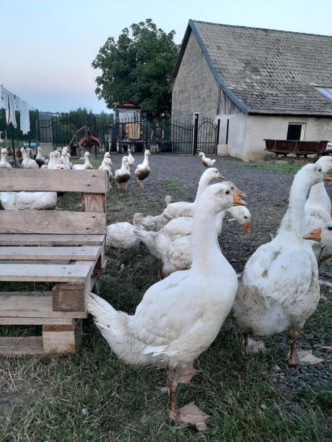 Ferienhaus Gosp. Agroturystyczne Stary Gaj *